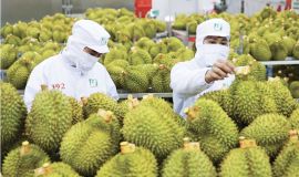 Xác định hàm lượng Auramine O trong Sầu riêng bằng kỹ thuật LC-MS/MS dựa theo tiêu chuẩn GB 2760-202